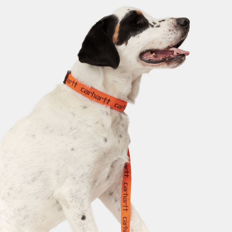 Script Dog Leash & Collar