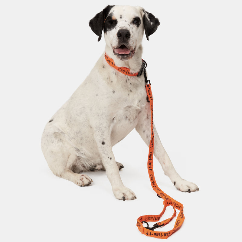 Script Dog Leash & Collar